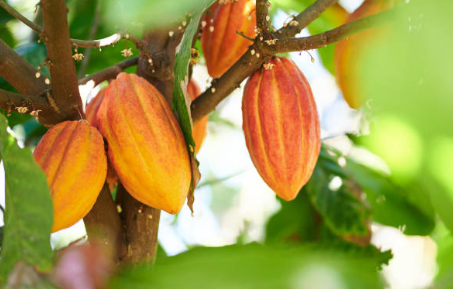 Ripe cocoa pods growing on a cocoa tree